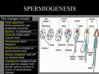 The changes include:
Golgi apparatus
forms acrosomal cap-
proteolitic enzymes
Nucleus is condensed
Centriols make collar
around neck
Microtubules form
flagellum
Mitochondria arrange as
spiral around neck
Excess cytoplasm cast off
as residual body
Cytoplasmic bridges break
and sperms release from
Sertoli cells to lie free in
lumen of seminiferous
tubules
 