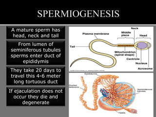 A mature sperm has
head, neck and tail
From lumen of
seminiferous tubules
sperms enter duct of
epididymis
They take 20 days to
travel this 4-6 meter
long tortuous duct
If ejaculation does not
occur they die and
degenerate
 