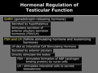 GnRH (gonadotropin-releasing hormone)
Secreted by hypothalamus
Stimulates secretion of
anterior pituitary secretion
hormones (FSH/LH)
FSH and LH (follicle stimulating hormone and leuteinizing
hormone)
LH aka as Interstitial Cell Stimulating Hormone
Secreted by anterior pituitary
Directly stimulate the testes
FSH - stimulates formation of ABP (androgen
binding protein) by nurse cells
LH - stimulates interstitial cells to secrete
testosterone
 