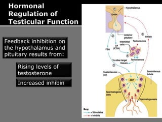Feedback inhibition on
the hypothalamus and
pituitary results from:
Rising levels of
testosterone
Increased inhibin
 