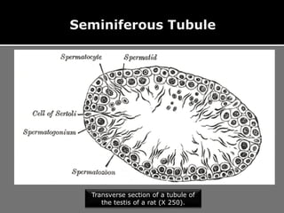 Transverse section of a tubule of
the testis of a rat (X 250).
 