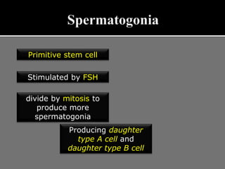 Primitive stem cell
divide by mitosis to
produce more
spermatogonia
Stimulated by FSH
Producing daughter
type A cell and
daughter type B cell
 