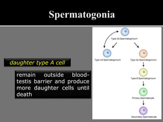 daughter type A cell
remain outside blood-
testis barrier and produce
more daughter cells until
death
 