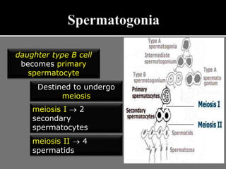 daughter type B cell
becomes primary
spermatocyte
Destined to undergo
meiosis
meiosis I  2
secondary
spermatocytes
meiosis II  4
spermatids
 