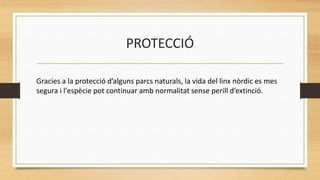 PROTECCIÓ
Gracies a la protecció d’alguns parcs naturals, la vida del linx nòrdic es mes
segura i l'espècie pot continuar amb normalitat sense perill d’extinció.
 