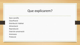 Que explicarem?
Nom científic
Classificació
Distribució i hàbitat
Alimentació
Reproducció
Estat de conservació
Amenaces
Protecció
 