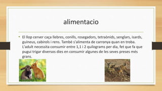 alimentacio
• El llop cerver caça llebres, conills, rosegadors, tetraònids, senglars, isards,
guineus, cabirols i rens. També s'alimenta de carronya quan en troba.
L'adult necessita consumir entre 1,1 i 2 quilograms per dia, fet que fa que
pugui trigar diversos dies en consumir algunes de les seves preses més
grans.
 