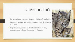 REPRODUCCIÓ
• La reproducció comença al gener i s’allarga fins a l’abril.
• Durant el període la femella només sol estar de zel entre
4 i 7 dies.
• El període de gestació té durada entre 67 i 74 dies,
que acostuma a donar llum entre 1 i 4 gatets.
 