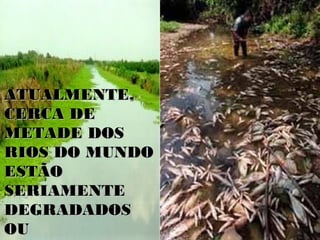 ATUALMENTE,ATUALMENTE,
CERCA DECERCA DE
METADE DOSMETADE DOS
RIOS DO MUNDORIOS DO MUNDO
ESTÃOESTÃO
SERIAMENTESERIAMENTE
DEGRADADOSDEGRADADOS
OUOU
 
