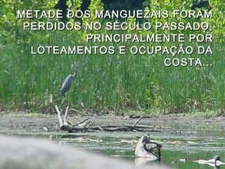 SP - Capital
METADE DOS MANGUEZAIS FORAMMETADE DOS MANGUEZAIS FORAM
PERDIDOS NO SÉCULO PASSADO,PERDIDOS NO SÉCULO PASSADO,
PRINCIPALMENTE PORPRINCIPALMENTE POR
LOTEAMENTOS E OCUPAÇÃO DALOTEAMENTOS E OCUPAÇÃO DA
COSTA...COSTA...
 