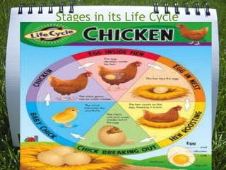 Stages in its Life Cycle 