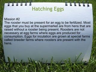 Hatching Eggs Mission #2 The rooster must be present for an egg to be fertilized. Most eggs that you buy at the supermarket are from hens that are raised without a rooster being present. Roosters are not necessary at egg farms where eggs are produced for consumption. Eggs for inculation are grown at special farms called breeder farms where roosters are present with the hens. 