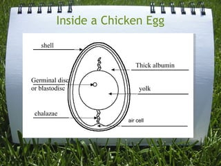 Inside a Chicken Egg         air cell   shell Germinal disc or blastodisc chalazae yolk Thick albumin 
