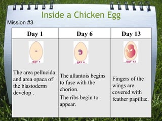Inside a Chicken Egg Mission #3 Day 1 Day 6 Day 13 The area pellucida and area opaca of the blastoderm develop . The allantois begins to fuse with the chorion. The ribs begin to appear. Fingers of the wings are covered with feather papillae. 