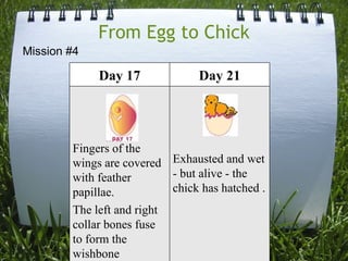 From Egg to Chick Mission #4 Day 17 Day 21 Fingers of the wings are covered with feather papillae. The left and right collar bones fuse to form the wishbone Exhausted and wet - but alive - the chick has hatched . 
