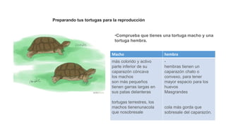 Preparando tus tortugas para la reproducción
•Comprueba que tienes una tortuga macho y una
tortuga hembra.
Macho hembra
más colorido y activo
parte inferior de su
caparazón cóncava
los machos
son más pequeños
tienen garras largas en
sus patas delanteras
tortugas terrestres, los
machos tienenunacola
que nosobresale
-
hembras tienen un
caparazón chato o
convexo, para tener
mayor espacio para los
huevos
Masgrandes
cola más gorda que
sobresale del caparazón.
 