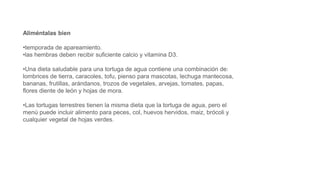 Aliméntalas bien
•temporada de apareamiento.
•las hembras deben recibir suficiente calcio y vitamina D3.
•Una dieta saludable para una tortuga de agua contiene una combinación de:
lombrices de tierra, caracoles, tofu, pienso para mascotas, lechuga mantecosa,
bananas, frutillas, arándanos, trozos de vegetales, arvejas, tomates, papas,
flores diente de león y hojas de mora.
•Las tortugas terrestres tienen la misma dieta que la tortuga de agua, pero el
menú puede incluir alimento para peces, col, huevos hervidos, maiz, brócoli y
cualquier vegetal de hojas verdes.
 