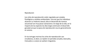 Reproducion
Los ciclos de reproducción están regulados por estados
fisiológicos y cambios ambientales. Una vez que los individuos
alcanzan su madurez sexual, ésta se desarrolla de manera
secuensial con muy pocas variaciones a lo largo de la vida, en la
mayoría de las especies los días largos estimulan el desarrollo
gonadal así que la epoca de reproducción ocurre generalmente
en verano.
En las tortugas marinas los ciclos de reproducción son
circadianos, es decir, se repiten en periodos anuales, bianuales,
trianuales o a veces se vuelven irregulares.
 