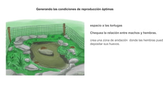Generando las condiciones de reproducción óptimas
espacio a las tortugas
Chequea la relación entre machos y hembras.
crea una zona de anidación donde las hembras pueda
depositar sus huevos.
 