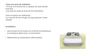 •Crea una zona de anidación
• Provee a la hembra de un espacio de suelo blando
huemedo
•una área de suele de entre 20-30 centímetros
crear el espacio de nidificación.
•La mayoría de las tortugas de agua generan varias
nidadas
incubadora.
• para conservar los huevos se controlar la temperatura.
la incubadora debe incluir un termómetro
• Mantenerlos en temperatura cálida bastará.
 