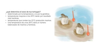 ¿qué determina el sexo de tus tortugas?
• determinado por la temperatura y no por la genética.
• temperaturas mayores a los 29°C darán por resultado
más hembras,
• temperaturas que ronden los 23°C producirán machos.
• Una temperatura de unos 26°C dará un número
balanceado de machos y hembras.
 