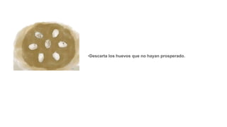 •Descarta los huevos que no hayan prosperado.
 
