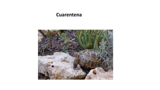 Cuarentena
 
