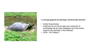 La tortuga gigante de Santiago (Chelonoidis darwini)
• familia Testudinidae
• endémica de una de las islas que componen el
archipiélago de las islas Galápagos de el del centro-
oeste de isla Santiago o San Salvador
• IUCN : «En Peligro».
 