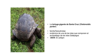 • La tortuga gigante de Santa Cruz (Chelonoidis
porteri)
• familiaTestudinidae
• endémica de una de las islas que componen el
archipiélago de las islas Galápagos
• UICN: En peligro
 