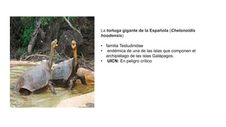 La tortuga gigante de la Española (Chelonoidis
hoodensis)
• familia Testudinidae
• endémica de una de las islas que componen el
archipiélago de las islas Galápagos.
• UICN: En peligro crítico
 