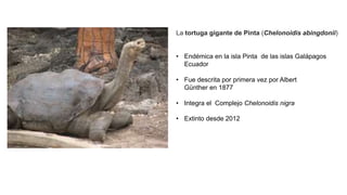 La tortuga gigante de Pinta (Chelonoidis abingdonii)
• Endémica en la isla Pinta de las islas Galápagos
Ecuador
• Fue descrita por primera vez por Albert
Günther en 1877
• Integra el Complejo Chelonoidis nigra
• Extinto desde 2012
 