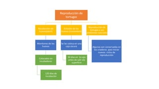 Reproducción de
tortugas
Recolección de
huevos(abril)
Monitoreo de los
huevos
Colocados en
incubadoras
120 días de
incubación
Eclosión de los
huevos (noviembre)
Se las coloca en una
caja oscura
30 días en la caja
antes de salir ala
superficie
Reproducción de
tortugas a sus
ambientes naturales
Algunas son conservadas en
los criaderos para iniciar
nuevos ciclos de
reproducción
 