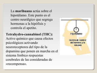 La marihuana actúa sobre el
hipotálamo. Este punto es el
centro neurálgico que segrega
hormonas a la hipófisis y
controla el apetito.
Tetrahydro-cannabinol (THC):
Activo químico que causa efectos
psicológicos activando
neuroreceptores del tipo de la
dopamina que ponen en marcha en el
sistema límbico respuestas
cerebrales de las consideradas de
«recompensa».
 