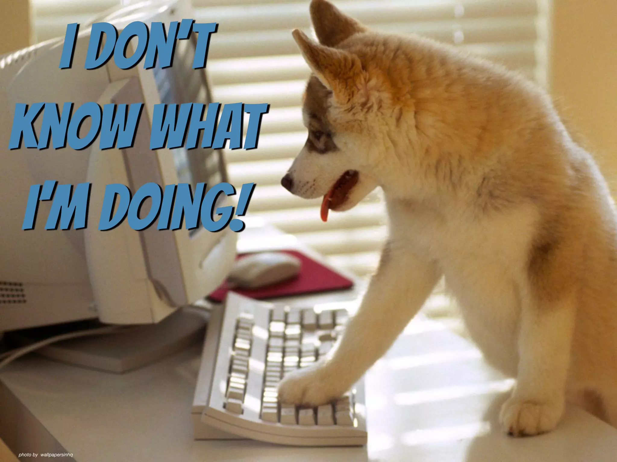 I don’t
know what
i’m doing!
photo by wallpapersinhq
 