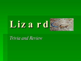 Lizards Trivia and Review 