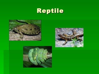Lizards | PPT