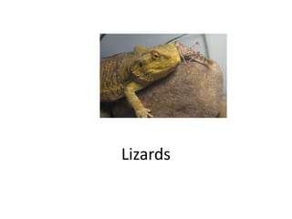 Lizards
 