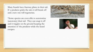 Many lizards have fracture plates in their tail.
If a predator grabs the tail, it will break off
and a new one will regenerate.
*Some species are even able to autotomize
(autotomy) their tail. They can snap it off
and it wiggles on the ground keeping the
attention of the predator while the lizard
escapes.
 
