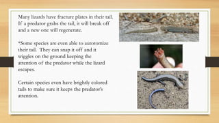Many lizards have fracture plates in their tail.
If a predator grabs the tail, it will break off
and a new one will regenerate.
*Some species are even able to autotomize
their tail. They can snap it off and it
wiggles on the ground keeping the
attention of the predator while the lizard
escapes.
Certain species even have brightly colored
tails to make sure it keeps the predator’s
attention.
 