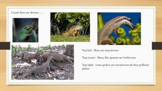 Lizard diets are diverse……
Top left: Most are insectivores
Top center: Many, like iguanas are herbivores
Top right: some geckos are nectarivores & they pollinate
plants.
 