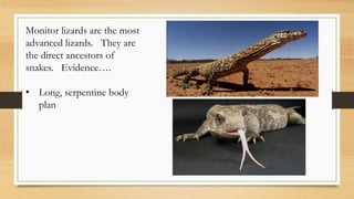 Monitor lizards are the most
advanced lizards. They are
the direct ancestors of
snakes. Evidence….
• Long, serpentine body
plan
 