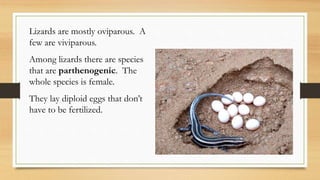 Lizards are mostly oviparous. A
few are viviparous.
Among lizards there are species
that are parthenogenic. The
whole species is female.
They lay diploid eggs that don’t
have to be fertilized.
 