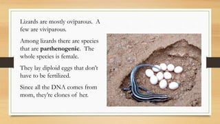 Lizards are mostly oviparous. A
few are viviparous.
Among lizards there are species
that are parthenogenic. The
whole species is female.
They lay diploid eggs that don’t
have to be fertilized.
Since all the DNA comes from
mom, they’re clones of her.
 