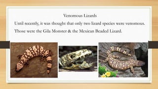 Venomous Lizards
Until recently, it was thought that only two lizard species were venomous.
Those were the Gila Monster & the Mexican Beaded Lizard.
 