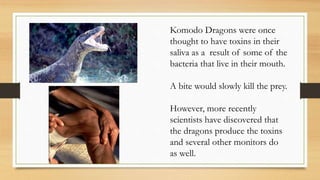Komodo Dragons were once
thought to have toxins in their
saliva as a result of some of the
bacteria that live in their mouth.
A bite would slowly kill the prey.
However, more recently
scientists have discovered that
the dragons produce the toxins
and several other monitors do
as well.
 