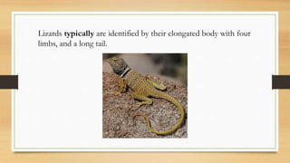 Lizards typically are identified by their elongated body with four
limbs, and a long tail.
 