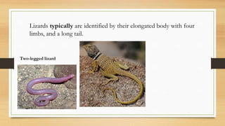 Lizards typically are identified by their elongated body with four
limbs, and a long tail.
Two-legged lizard
 