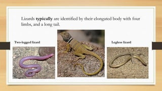 Lizards typically are identified by their elongated body with four
limbs, and a long tail.
Two-legged lizard Legless lizard
 
