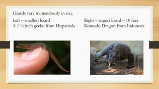 Lizards vary tremendously in size.
Left – smallest lizard Right – largest lizard – 10 feet
A 1 ½ inch gecko from Hispaniola Komodo Dragon from Indonesia
 