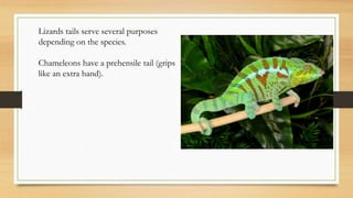 Lizards tails serve several purposes
depending on the species.
Chameleons have a prehensile tail (grips
like an extra hand).
 